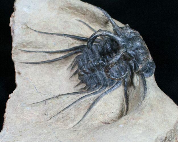 Dicranurus Monstrosus Trilobite - Atchana, Morocco #12248